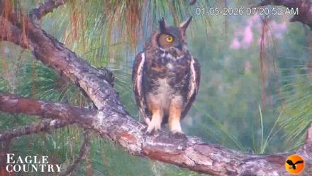 Eagle Country Great Horned Owl Nest Live Cam - Jan 5, 2026, 7:21am EST