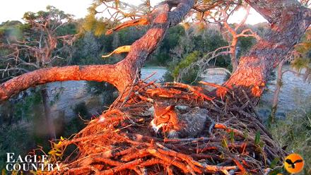 Eagle Country Great Horned Owl Nest Live Cam - Feb 2, 2026, 7:19am EST