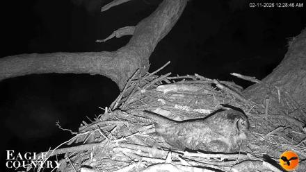 Eagle Country Great Horned Owl Nest Live Cam - Feb 11, 2026, 12:29am EST