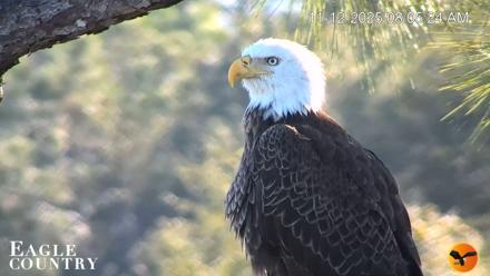 Eagle Country Bald Eagles Nest Live Cam - Nov 12, 2025, 9:24am EST