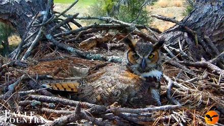 Eagle Country Great Horned Owl Nest Live Cam - Mar 7, 2026, 6:13pm EST
