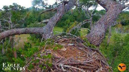 Eagle Country Great Horned Owl Nest Live Cam - May 14, 2026, 10:39am EDT