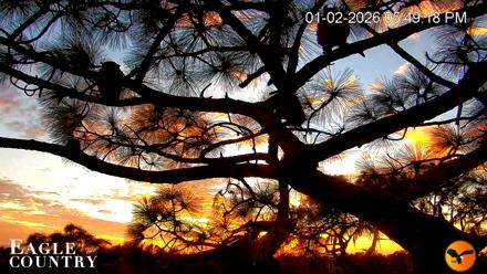 Eagle Country Great Horned Owl Nest Live Cam - Jan 2, 2026, 5:49pm EST
