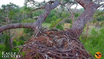 Eagle Country Great Horned Owl Nest Live Cam - Mar 25, 2026, 7:33am EDT