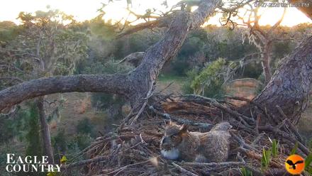Eagle Country Great Horned Owl Nest Live Cam - Jan 27, 2026, 6:16pm EST