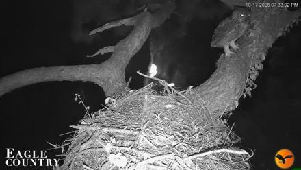 Eagle Country Great Horned Owl Nest Live Cam - Oct 17, 2026, 7:34pm EDT
