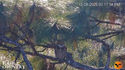 Eagle Country Bald Eagles Nest Live Cam - Dec 28, 2025, 3:18pm EST
