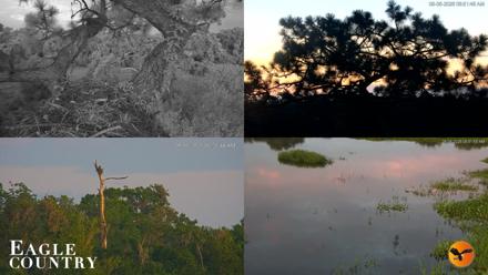 Eagle Country Great Horned Owl Nest Live Cam - Aug 6, 2026, 6:52am EDT