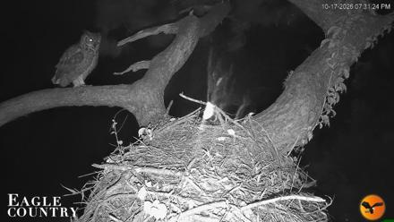 Eagle Country Great Horned Owl Nest Live Cam - Oct 17, 2026, 7:32pm EDT