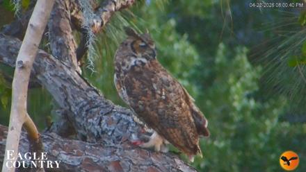 Eagle Country Great Horned Owl Nest Live Cam - Apr 22, 2026, 8:01pm EDT