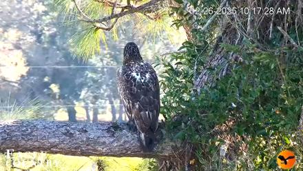 Eagle Country Bald Eagles Nest Live Cam - Dec 26, 2025, 10:17am EST