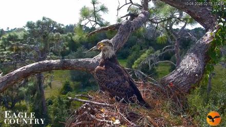 Eagle Country Great Horned Owl Nest Live Cam - Oct 4, 2026, 2:17pm EDT