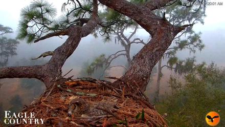 Eagle Country Great Horned Owl Nest Live Cam - Jan 25, 2026, 7:21am EST