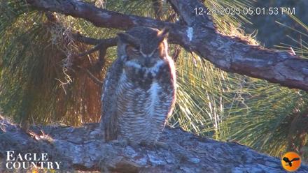 Eagle Country Bald Eagles Nest Live Cam - Dec 28, 2025, 5:03pm EST