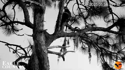 Eagle Country Great Horned Owl Nest Live Cam - Dec 29, 2025, 5:58pm EST