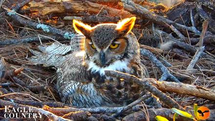 Eagle Country Great Horned Owl Nest Live Cam - Jan 17, 2026, 10:34pm EST