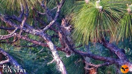 Eagle Country Great Horned Owl Nest Live Cam - Apr 22, 2026, 8:15am EDT