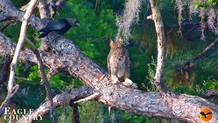 Eagle Country Great Horned Owl Nest Live Cam - Mar 25, 2026, 12:22pm EDT