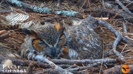 Eagle Country Great Horned Owl Nest Live Cam - Feb 13, 2026, 1:55pm EST