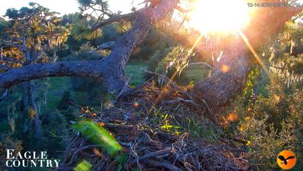 Eagle Country Great Horned Owl Nest Live Cam - Oct 14, 2026, 6:43pm EDT