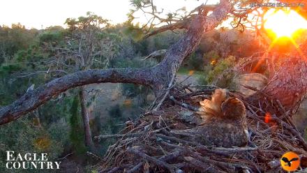 Eagle Country Great Horned Owl Nest Live Cam - Feb 24, 2026, 6:24pm EST