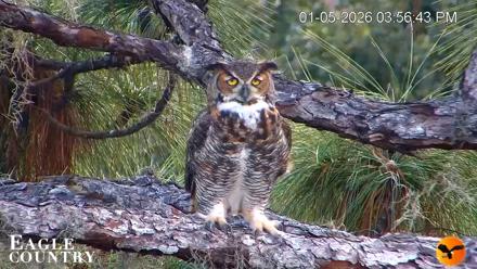 Eagle Country Great Horned Owl Nest Live Cam - Jan 5, 2026, 3:57pm EST