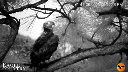 Eagle Country Bald Eagles Nest Live Cam - Nov 6, 2025, 5:55pm EST