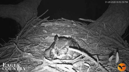 Eagle Country Great Horned Owl Nest Live Cam - Jan 20, 2026, 9:51pm EST