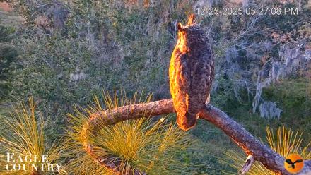 Eagle Country Bald Eagles Nest Live Cam - Dec 25, 2025, 5:27pm EST