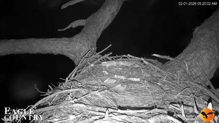 Eagle Country Great Horned Owl Nest Live Cam - Feb 1, 2026, 5:21am EST