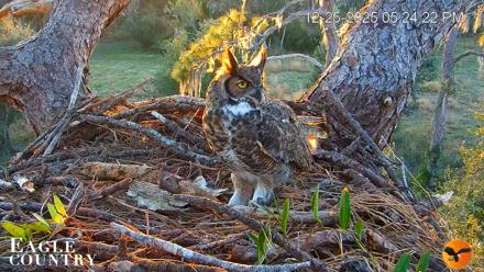 Eagle Country Bald Eagles Nest Live Cam - Dec 25, 2025, 5:24pm EST
