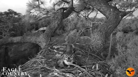 Eagle Country Great Horned Owl Nest Live Cam - Jan 19, 2026, 7:10am EST