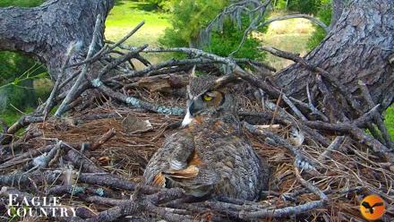 Eagle Country Great Horned Owl Nest Live Cam - Mar 25, 2026, 12:14pm EDT