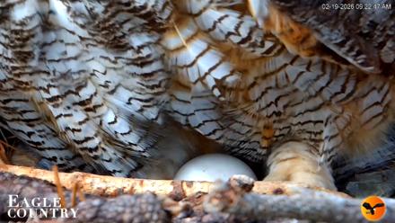 Eagle Country Great Horned Owl Nest Live Cam - Feb 19, 2026, 9:23am EST