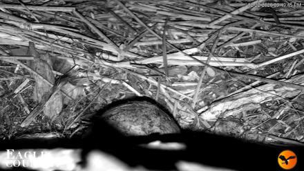 Eagle Country Great Horned Owl Nest Live Cam - Feb 23, 2026, 7:09am EST