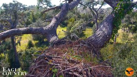Eagle Country Great Horned Owl Nest Live Cam - Oct 14, 2026, 2:14pm EDT