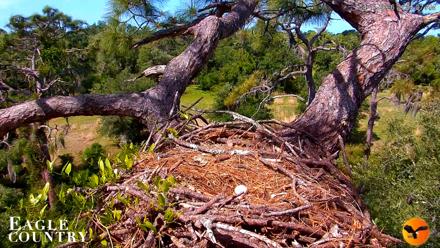 Eagle Country Great Horned Owl Nest Live Cam - Apr 11, 2026, 11:06am EDT