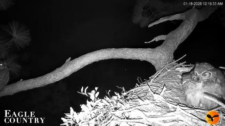 Eagle Country Great Horned Owl Nest Live Cam - Jan 18, 2026, 12:42am EST