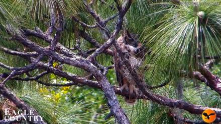 Eagle Country Great Horned Owl Nest Live Cam - Apr 22, 2026, 1:08pm EDT