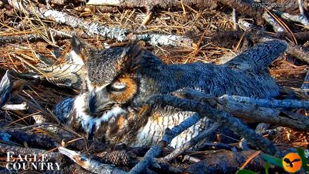 Eagle Country Great Horned Owl Nest Live Cam - Jan 12, 2026, 9:25am EST