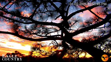 Eagle Country Great Horned Owl Nest Live Cam - Jan 2, 2026, 5:57pm EST