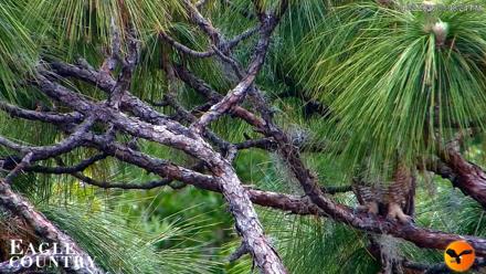 Eagle Country Great Horned Owl Nest Live Cam - Apr 22, 2026, 3:49pm EDT