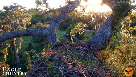 Eagle Country Great Horned Owl Nest Live Cam - Oct 21, 2026, 6:26pm EDT