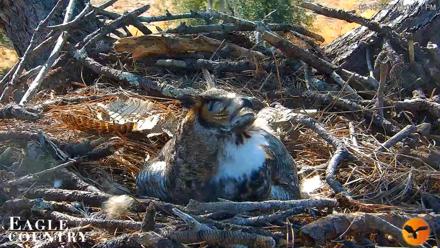Eagle Country Great Horned Owl Nest Live Cam - Feb 10, 2026, 3:01pm EST