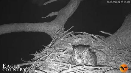 Eagle Country Great Horned Owl Nest Live Cam - Feb 19, 2026, 3:00am EST