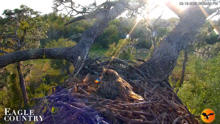 Eagle Country Great Horned Owl Nest Live Cam - Mar 18, 2026, 6:36pm EDT