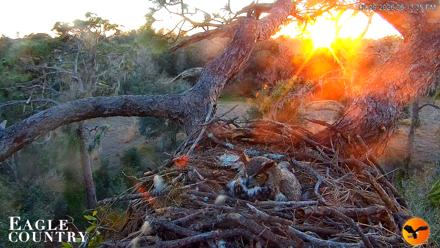 Eagle Country Great Horned Owl Nest Live Cam - Feb 9, 2026, 6:14pm EST