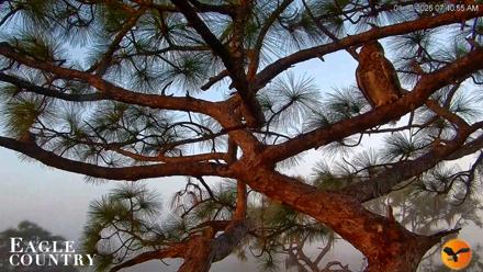 Eagle Country Bald Eagles Nest Live Cam - Jan 10, 2026, 7:43am EST