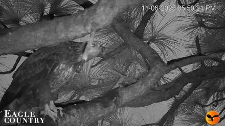 Eagle Country Bald Eagles Nest Live Cam - Nov 6, 2025, 5:53pm EST