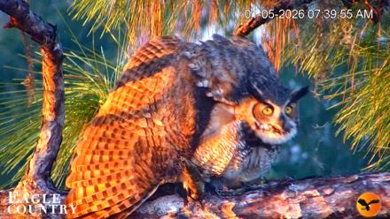 Eagle Country Great Horned Owl Nest Live Cam - Jan 5, 2026, 7:40am EST